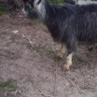 بز ۱۰ماهه ...چاق|حیوانات مزرعه|تنکابن, |دیوار