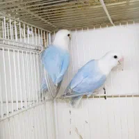 لاوبرد قناری برزیلی قفس ملنگو طوطی|پرنده|مشهد, فاطمیه|دیوار