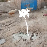 حمیدیه|حیوانات مزرعه|حمیدیه, |دیوار