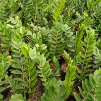 گل اپارتمانی|خدمات باغبانی و درختکاری|فلاورجان, |دیوار