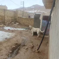 سگ سرابی 3ساله