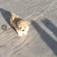 واگذاری سگ کوچک