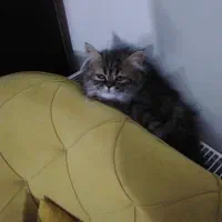 گربه میکس پرشین و بریتیش|گربه|تهران, شهرک کوهسار|دیوار