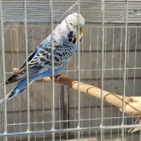 مرغ عشق انگلیسی|پرنده|تهران, باغ خزانه|دیوار