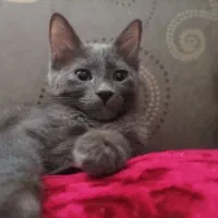 واگذاری خاص