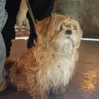 فروش و واگزاری