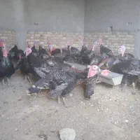 بوقلمون نر محلی چاق وچله گوشت خالص 450