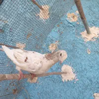 کفتر سرور دورگ شهرستانی|پرنده|کرج, پیشاهنگی|دیوار