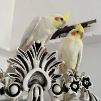 یک جفت عروس هلندی لوتینو