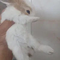 بچه خرگوش
