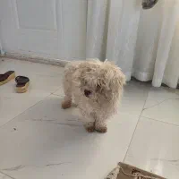 سگ مالتیز|سگ|طرقبه, |دیوار