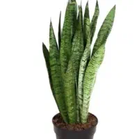 سانسوریا شاخه ای ۵۰