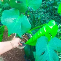 گلکده آیلار|گل و گیاه طبیعی|فردوس (خراسان), |دیوار