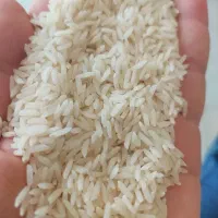 انواع برنج ایرانی|عمده‌فروشی|احمدسرگوراب, |دیوار