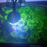 گیاه شودی اکواریوم ماهی گوپی