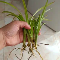 قلمه پاندانوس ریشه دار