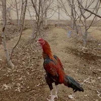 جوجه لاری خروس و مرغ لاری تخم مرغ نطفه دار لاری|حیوانات مزرعه|کرج, کیانمهر|دیوار