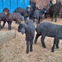 فردش قوچ همو افشاری