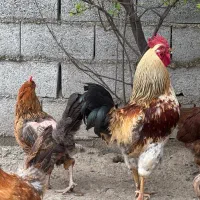 تخم نطفه دار محلی با نطفه دهی بالای 90%