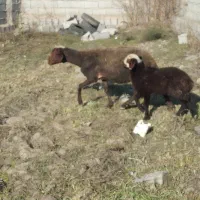 گوسفند داشتی بره دار بره ماده|حیوانات مزرعه|بندر ترکمن, |دیوار