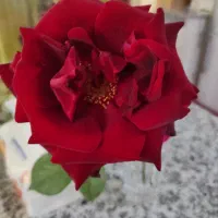 راهنمایی در مورد ترید