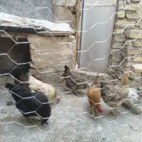 7عدد مرغ تخمی