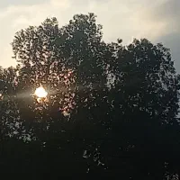 فروش زمین کشاورزی