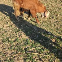 بزغاله نر|حیوانات مزرعه|سرپل ذهاب, |دیوار