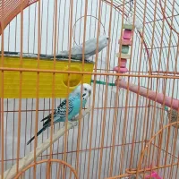 یک جفت مرغ عشق زیبا و سالم