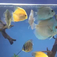 اکواریوم دیسکس