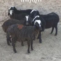 کاهش هزینه ی خوراک دام بره گوسفند بز بزغاله