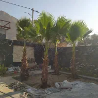 کاشت گل و درخت باغی|خدمات باغبانی و درختکاری|اصفهان, زاجان|دیوار