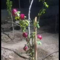 خانه-و-باغ-تکمیل-قولنامه-ای-پشت-باغ-همایون-گرمسار