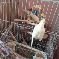 پرنده|پرنده|اسلام‌شهر, شهرک سالور|دیوار