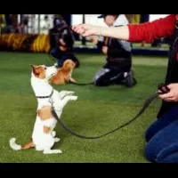 نظافت کار ونگهبان سگ داری