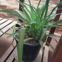 فروش گل و گیاه|گل و گیاه طبیعی|فلاورجان, |دیوار