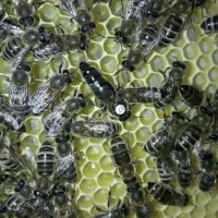 فروش کلونی و کندوی زنبور عسل وانواع ملکه|حیوانات مزرعه|تهران, والفجر (افسریه)|دیوار