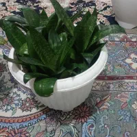 گل طبیعی|گل و گیاه طبیعی|کرج, دولت‌آباد|دیوار