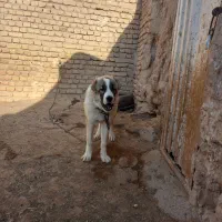 توله سگ قدرجونی قیمت توافقی|سگ|تربتحیدریه, پائین ولایت|دیوار