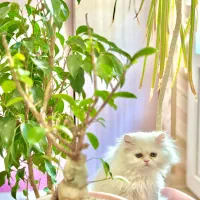 گربه|گربه|شیراز, شهرک گلدشت حافظ‎|دیوار