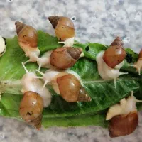 حلزون البینو و خاویار حلزون