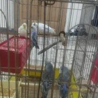 مرغ عشق پنج عدد