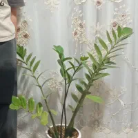 فروش فوری کل گل وگلدانها فقط ۲ملیون|گل و گیاه طبیعی|شریف‌آباد, |دیوار