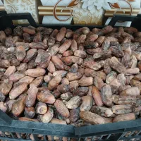خرما دریری|خوردنی و آشامیدنی|اهواز, زرگان|دیوار
