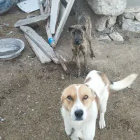 سگ...|سگ|شیروان (خراسان), |دیوار