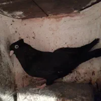 زاغ آبادانی  چشم و نوک سفید