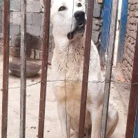 سرابی گمشده|حیوانات|پاکدشت, پاکدشت (مامازند)|دیوار