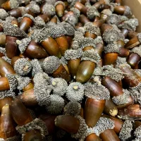 بلوط جنگلی مناسب دیزاین یلدا