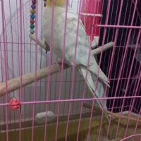 فروش عروس هلندی