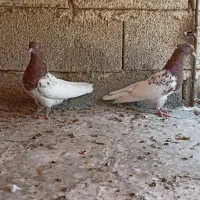 کبوتر.کفتر